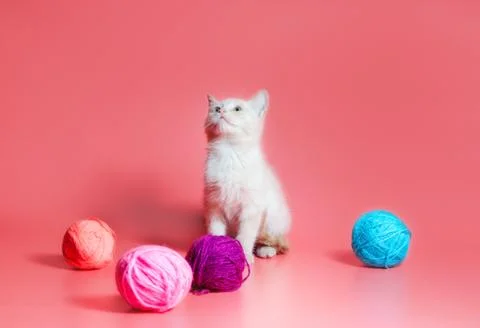 Kitten with multi-colored balls of woolen threads on a pink background Stock Photos
