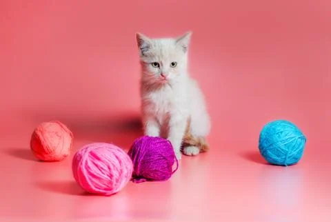 Kitten with multi-colored balls of woolen threads on a pink background Foto stock