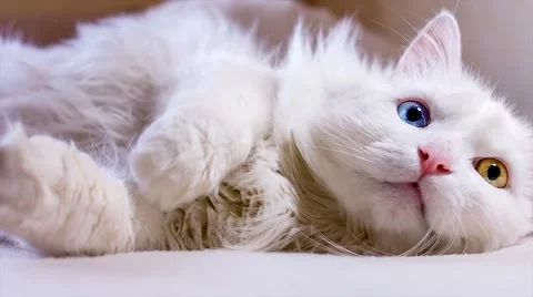 Kitten with multi-colored eyes Stock Footage