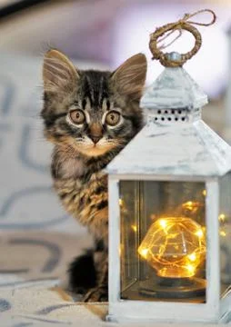 A kitten named Elsa Stock Photos