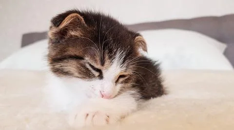 The kitten is napping on the bed which is covered with white linen in dayligh Stock Photos