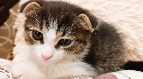 The kitten is napping on the bed which is covered with white linen in dayligh Stock Photos