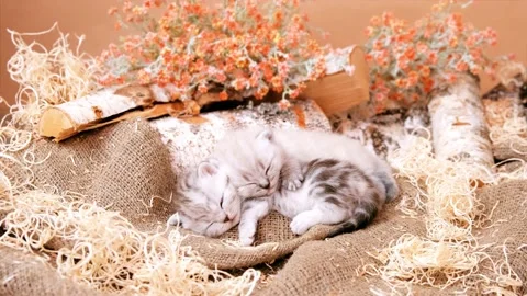 Kitten in a natural environment. Kitten among linen fabric, flowers and wood. Stock Footage 171484101