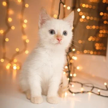 Kitten on new year background Stock Photos