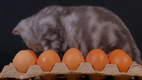 Kitten next to a box of eggs Stock Footage 124750419