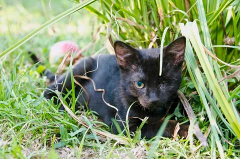Kitten with one eye Stock Photos
