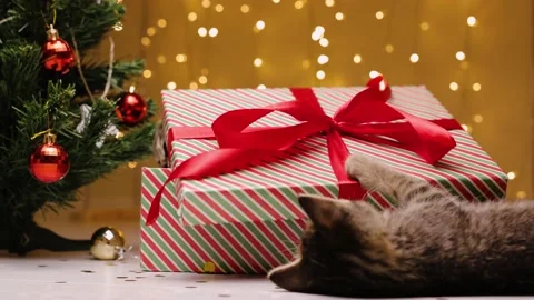 A kitten opens a gift box with kittens, next to a Christmas tree on the Stock-Footage 219315552