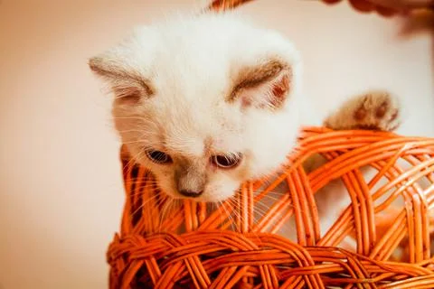 Kitten in an orange basket. Stock Photos