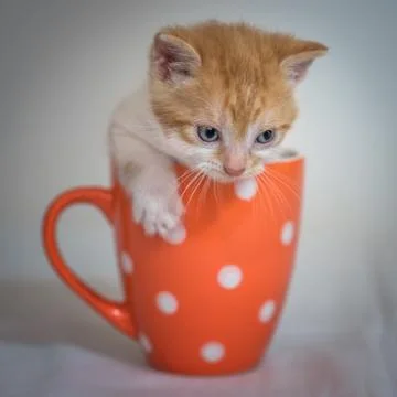 Kitten in orange cup Foto stock