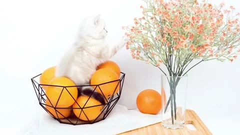 Kitten with oranges. Kitten lies on a fruit tray. Stock Footage 171544113