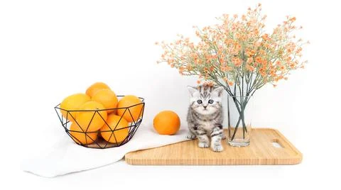 Kitten with oranges.  Stock Photos