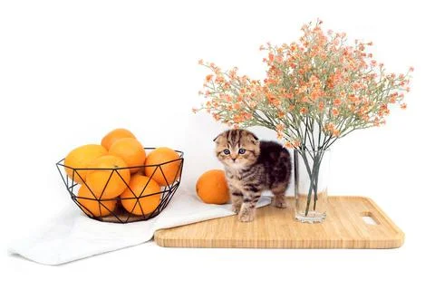 Kitten with oranges.  Stock Photos