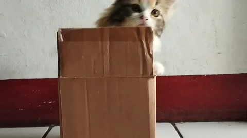 Kitten out of the box Stock Footage 233239139