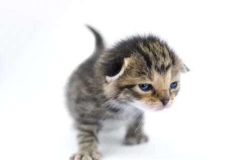 Kitten over white background Stock Photos