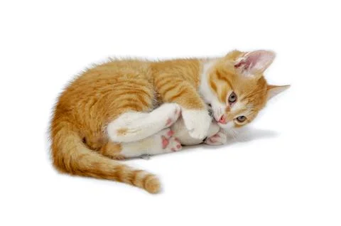 Kitten palying Stock Photos