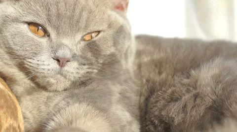 Kitten panting before bedtime Video stock 45588044