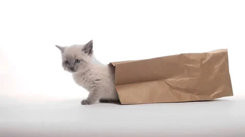 Kitten in paper bag Stock Footage