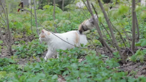 Kitten in the park 스톡 동영상 108172933