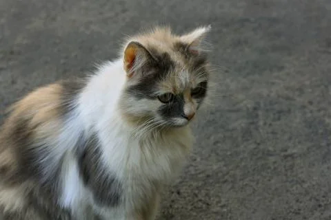 Kitten on the pavement Stock Photos