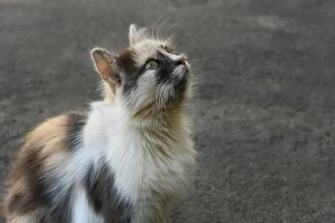Kitten on the pavement Stock Photos