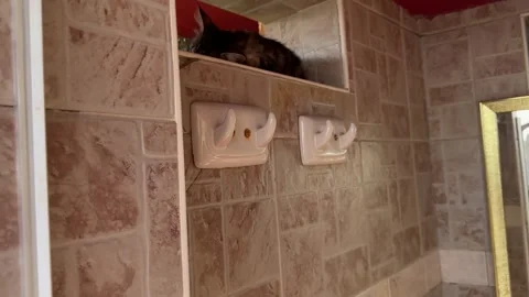 A kitten peacefully sleeping inside a changing cabin at a tropical resort, su 動画素材 305389742