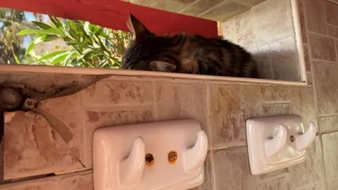 A kitten peacefully sleeping inside a changing cabin at a tropical resort, su Vídeos de archivo 307219114