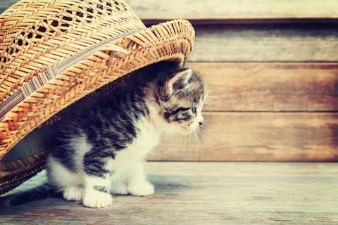 Kitten peeking out of a hat Stock Photos