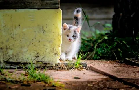 Kitten peeks out from behind the corner Stock Photos