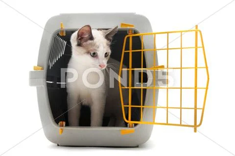 Kitten in pet carrier Stock Photos