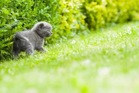 Kitten Stock Photos