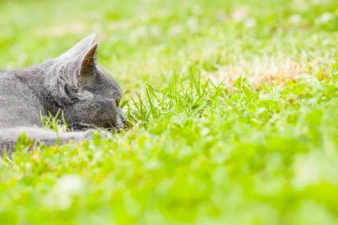 Kitten Stock Photos