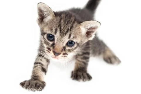 Kitten Stock Photos
