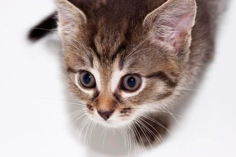 Kitten Stock Photos