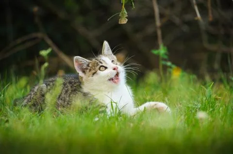 Kitten Foto stock