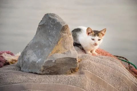 Kitten Stock Photos