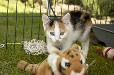 Kitten Stock Photos