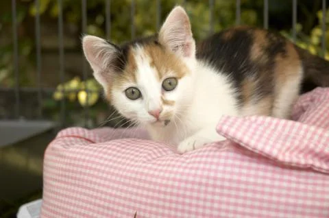 Kitten Stock Photos