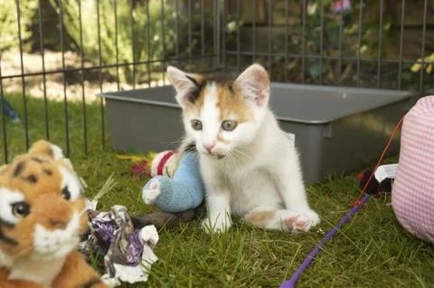 Kitten Stock Photos