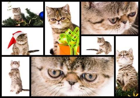 Kitten Stock Photos