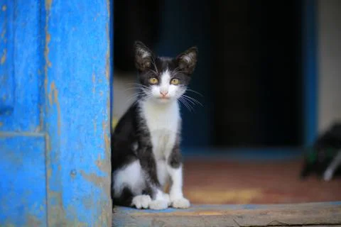 Kitten Foto stock