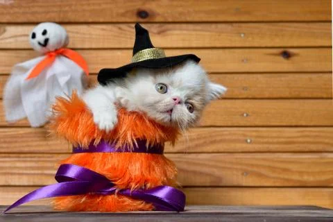 Kitten Fotos de archivo