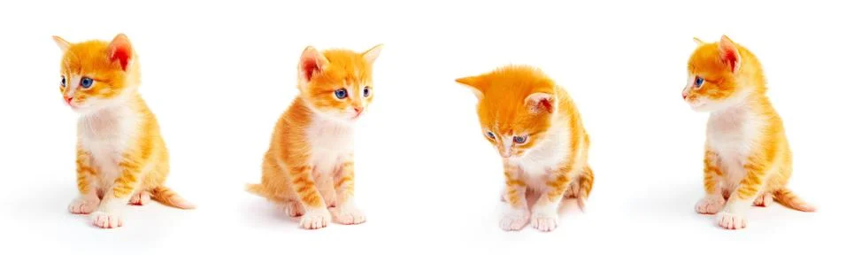 Kitten Stock Photos