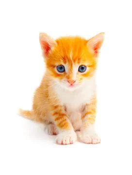 Kitten Stock Photos