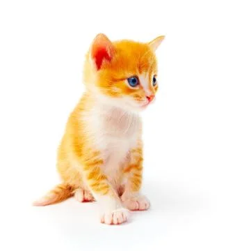 Kitten Stock Photos
