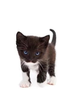 Kitten Stock Photos