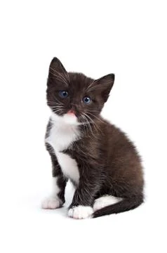 Kitten Stock Photos