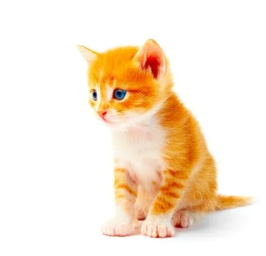 Kitten Stock Photos