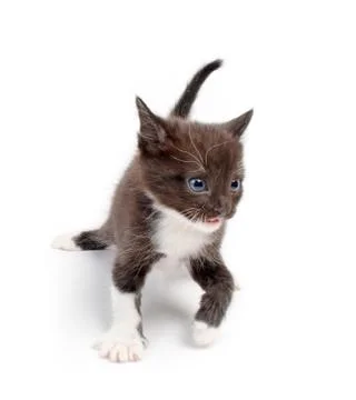 Kitten Stock Photos