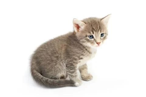 Kitten Stock Photos