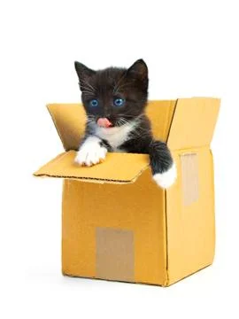 Kitten Stock Photos